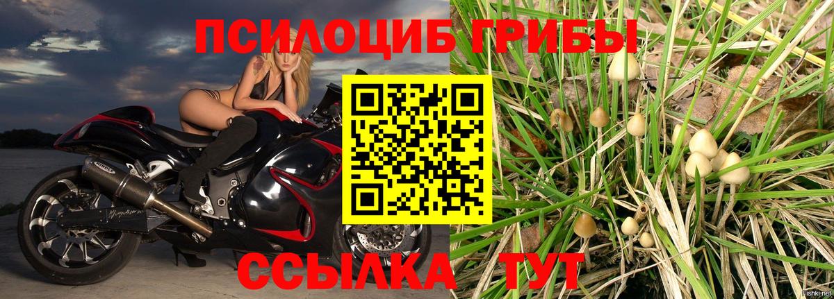 где можно купить   Вход с VPN  Железноводск  Галлюциногенные грибы MAGIC MUSHROOMS 
